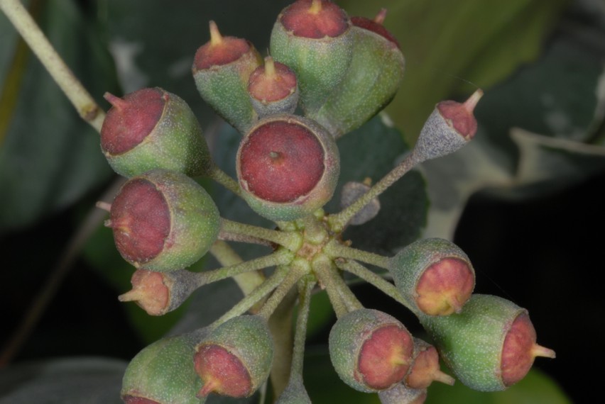 Alcuni scatti con Nikon D200, SB 800 e i due SB-R200